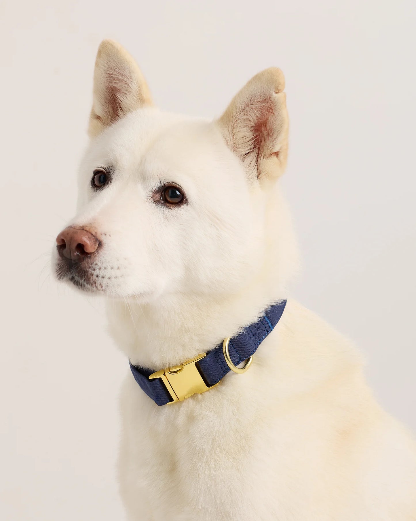 100% Cotton-Wrapped Nylon Dog Collar - XS / Navy