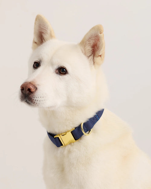 100% Cotton-Wrapped Nylon Dog Collar - XS / Navy