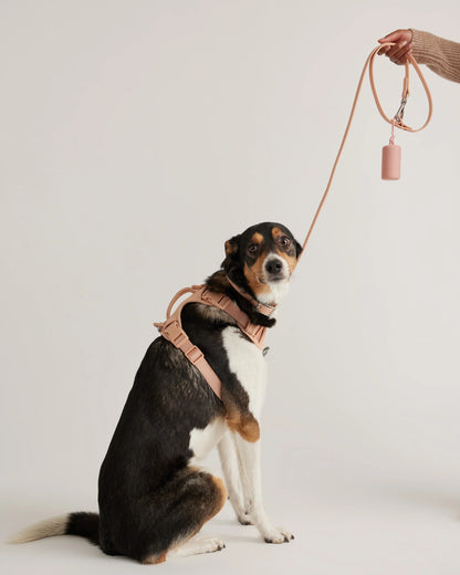 Dog Harness Walk Kit - XS / Black