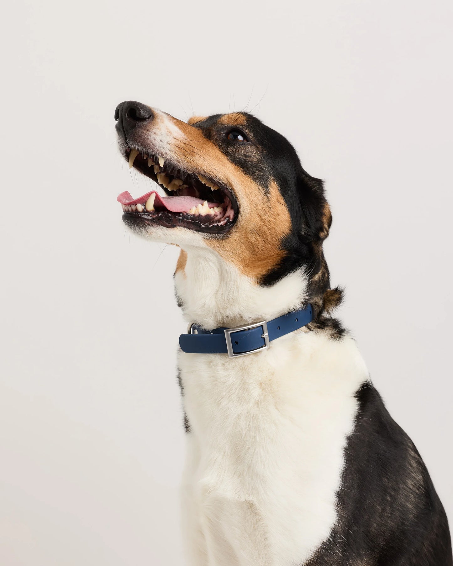 Flex-Poly Dog Collar - XS / Black