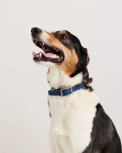 Flex-Poly Dog Collar - XS / Black
