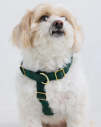 100% Cotton-Wrapped Nylon Dog Harness - XS / Navy