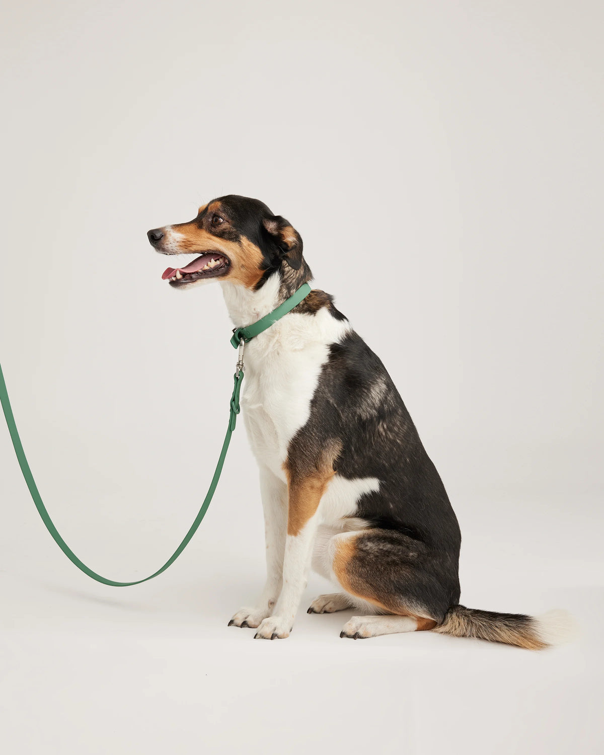 Dog Collar Walk Kit - XS / Black