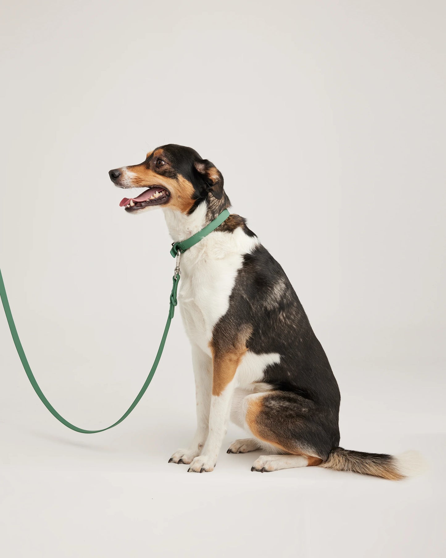 Flex-Poly Dog Leash - Standard / Black