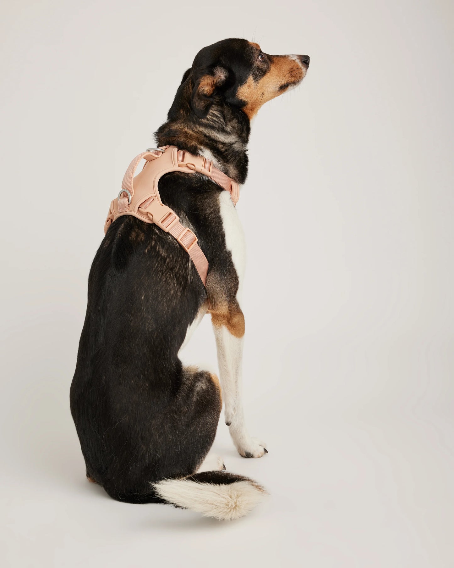 Neoprene Double Panel Dog Harness - XS / Black