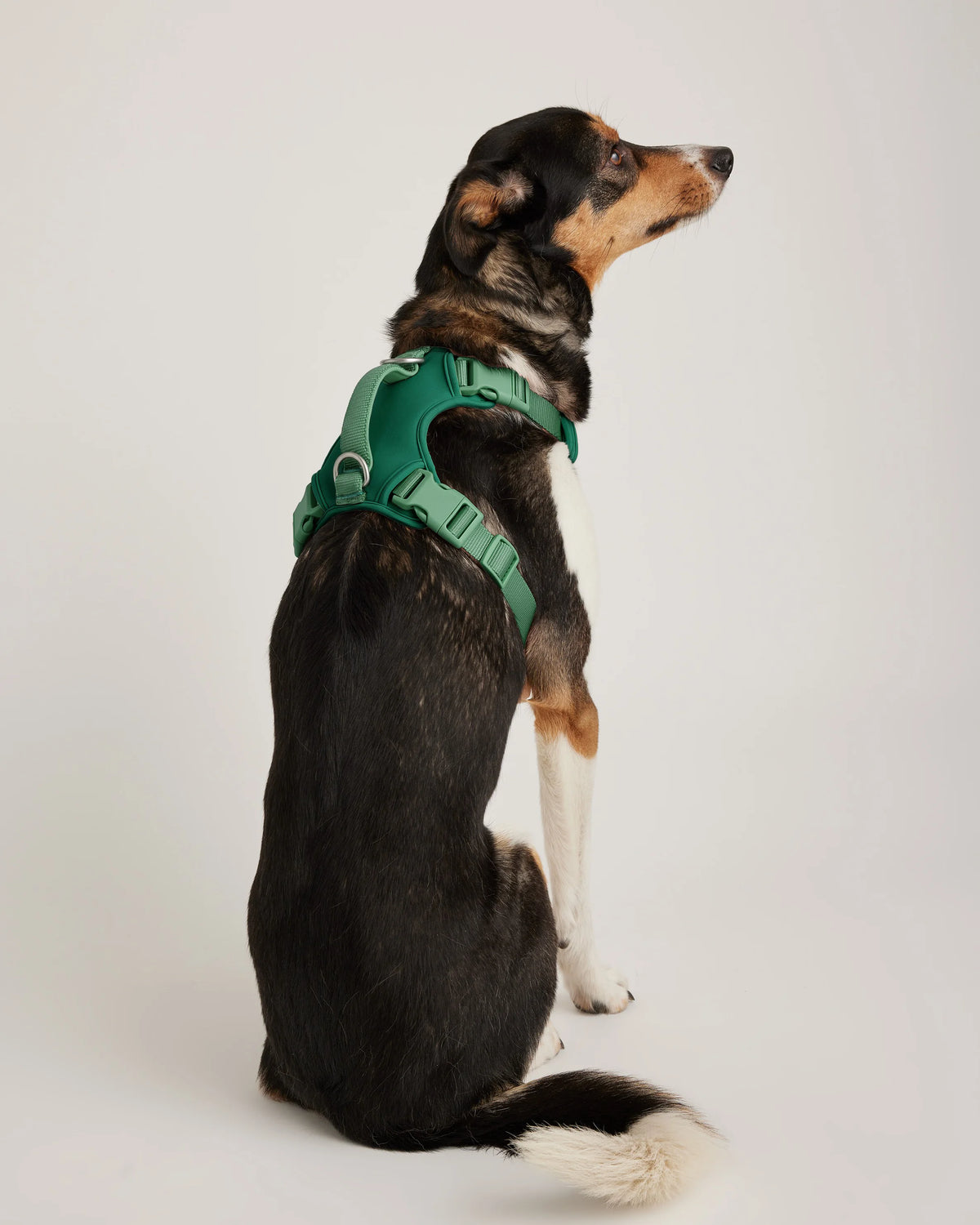 Neoprene Double Panel Dog Harness - XS / Black