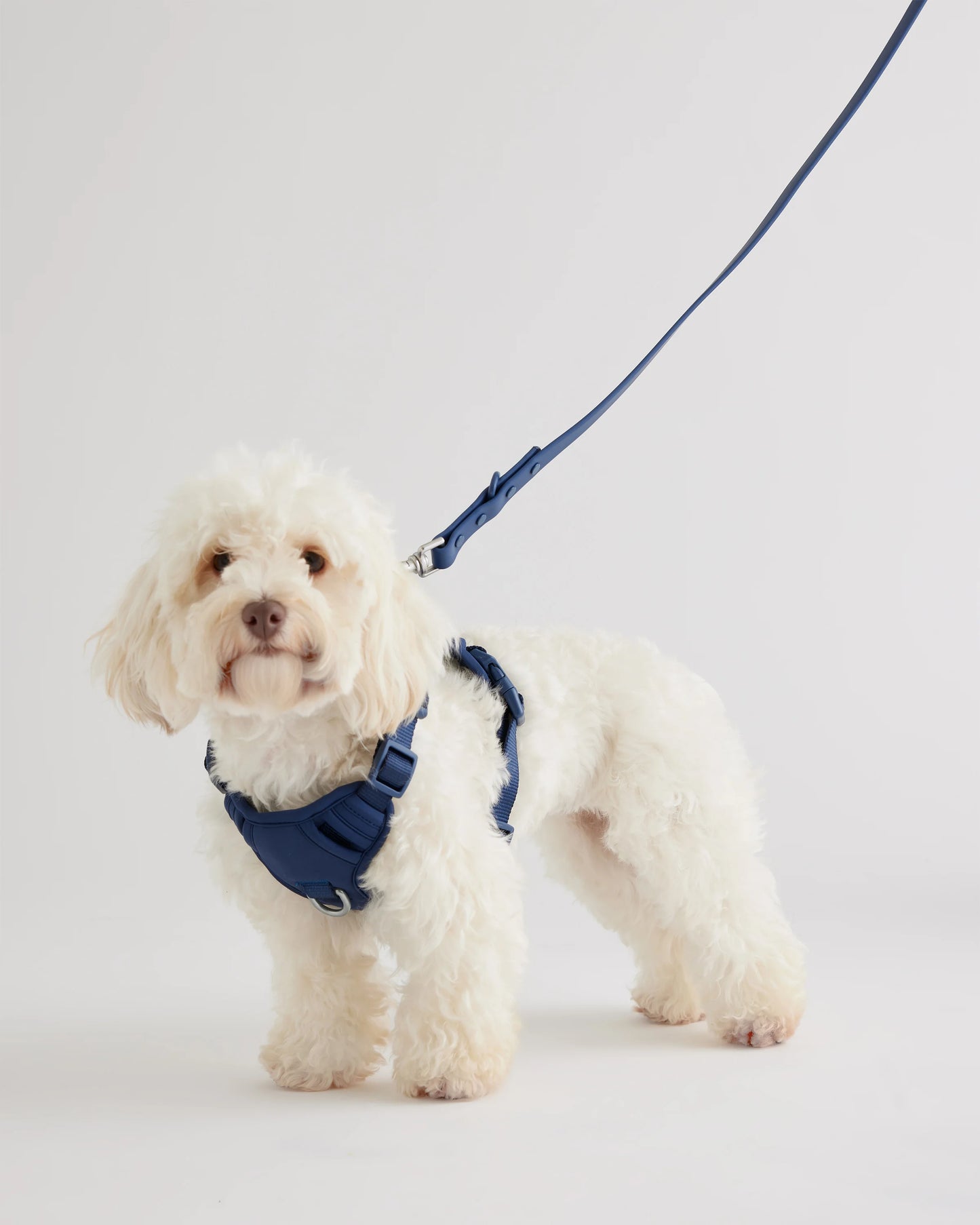 Dog Harness Walk Kit - XS / Black