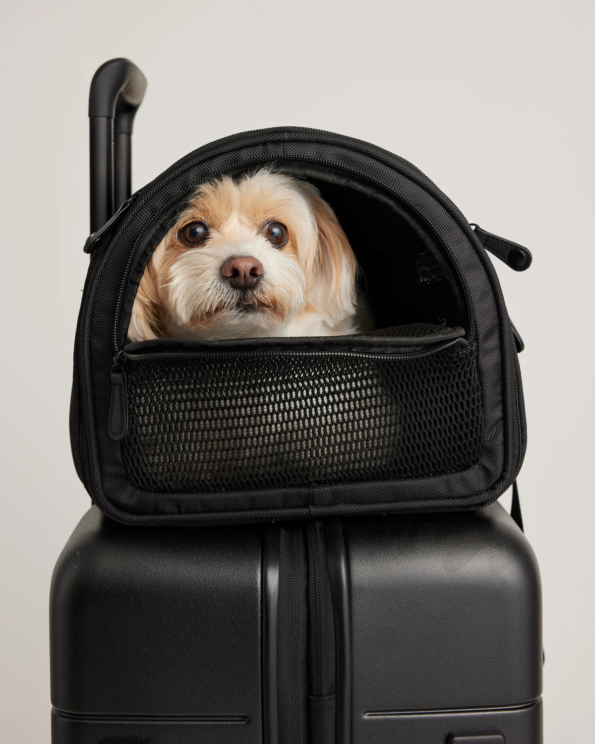 Pet Travel Carrier - One Size / Black