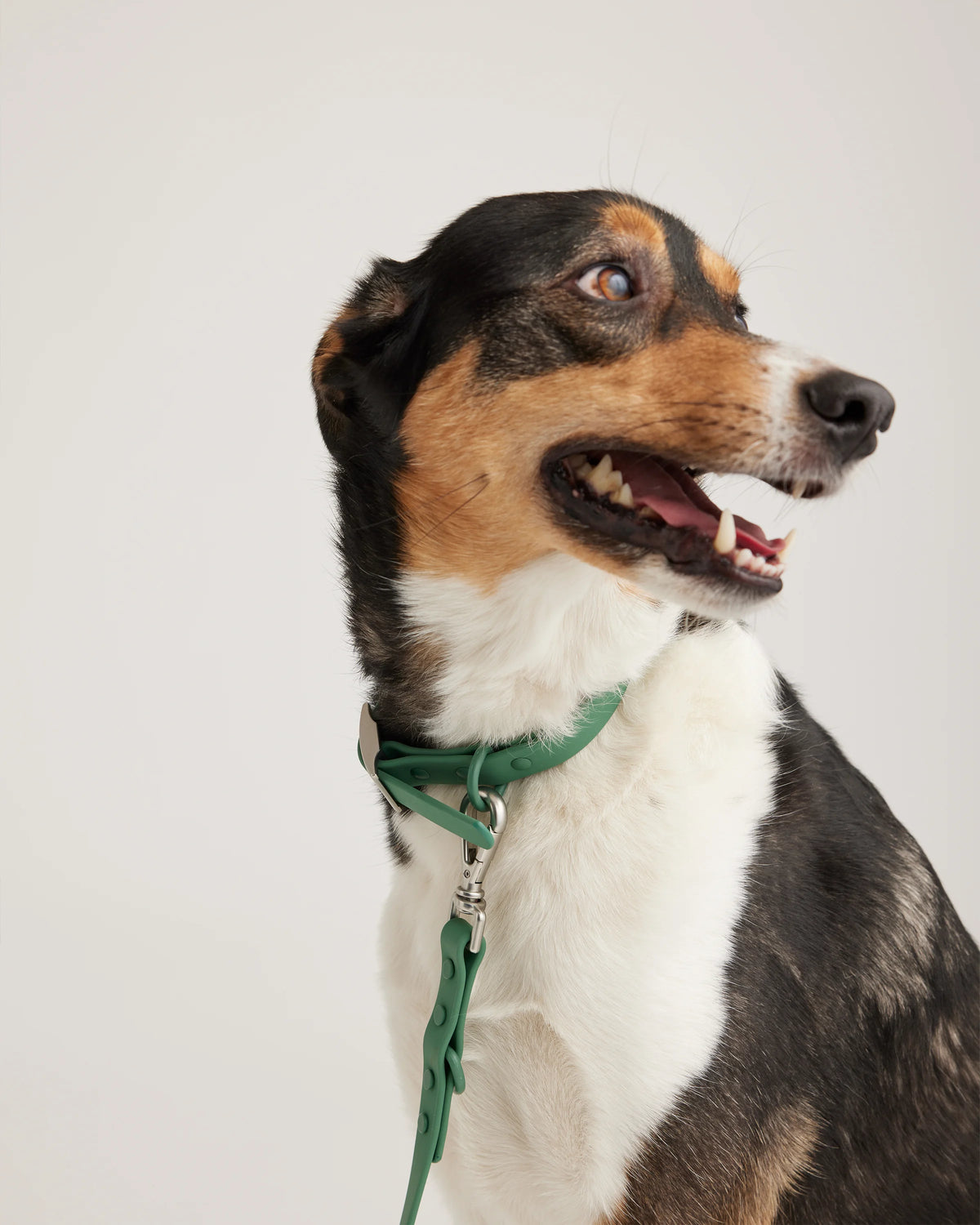 Dog Collar Walk Kit - XS / Black