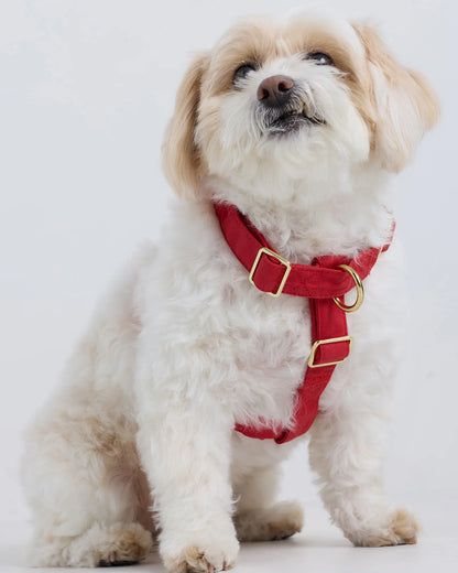 100% Cotton-Wrapped Nylon Dog Harness - XS / Navy