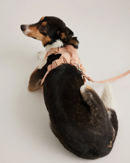 Dog Harness Walk Kit - XS / Black
