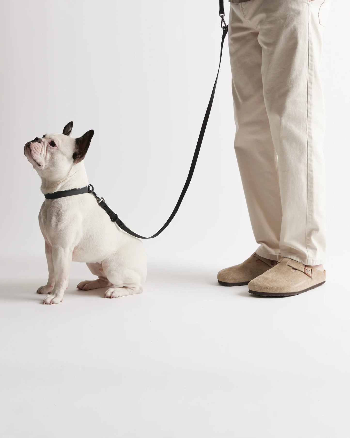 Flex-Poly Dog Leash - Standard / Black