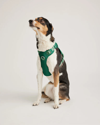 Dog Harness Walk Kit - XS / Black