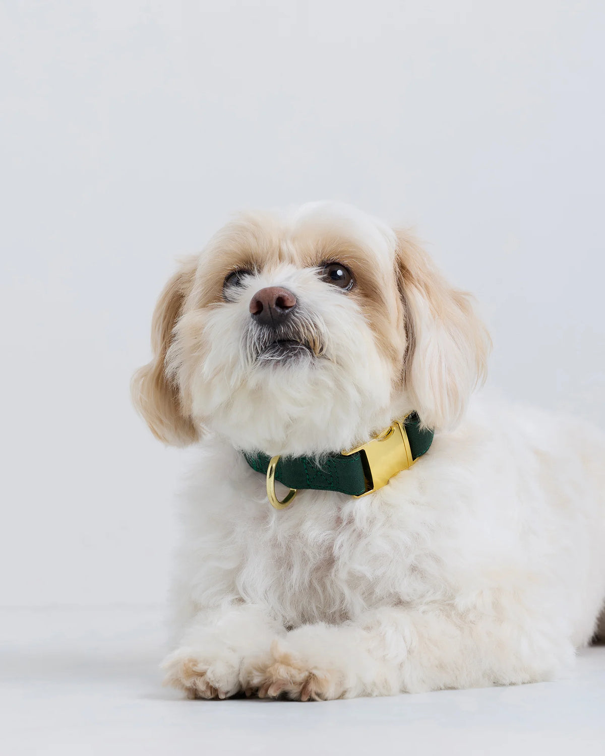 100% Cotton-Wrapped Nylon Dog Collar - XS / Navy
