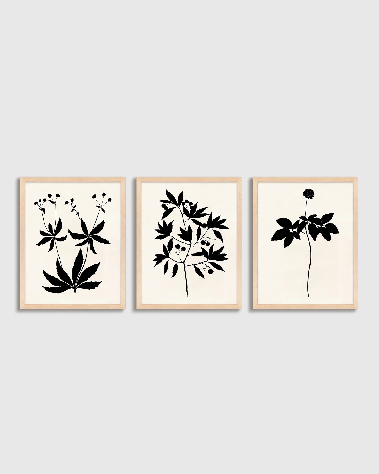 Botanical by Philippa Katz (Set of 3) - 17.25"x21.25" / Black