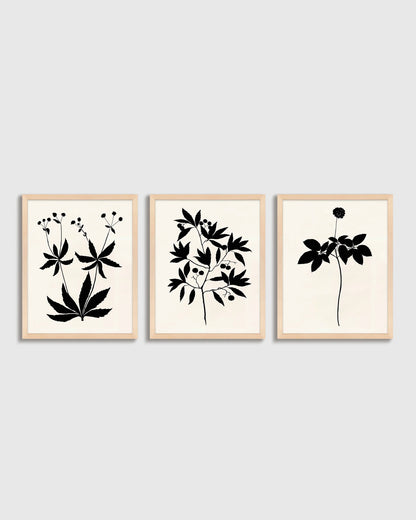 Botanical by Philippa Katz (Set of 3) - 17.25"x21.25" / Black