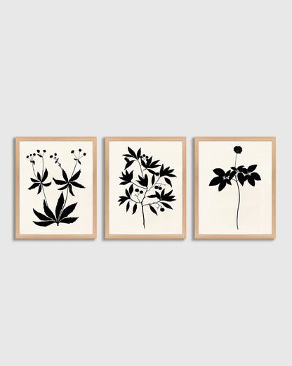 Botanical by Philippa Katz (Set of 3) - 17.25"x21.25" / Black