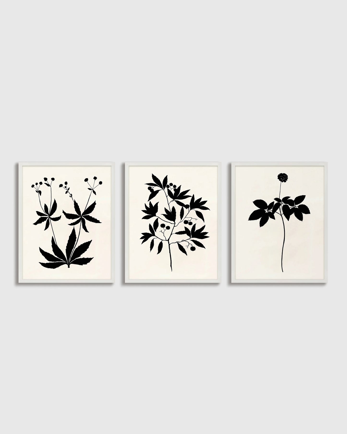 Botanical by Philippa Katz (Set of 3) - 17.25"x21.25" / Black