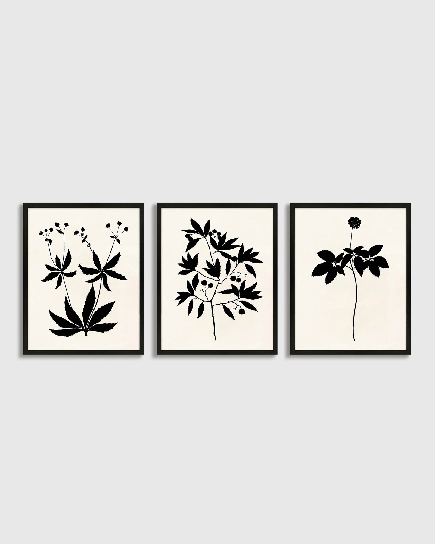 Botanical by Philippa Katz (Set of 3) - 17.25"x21.25" / Black