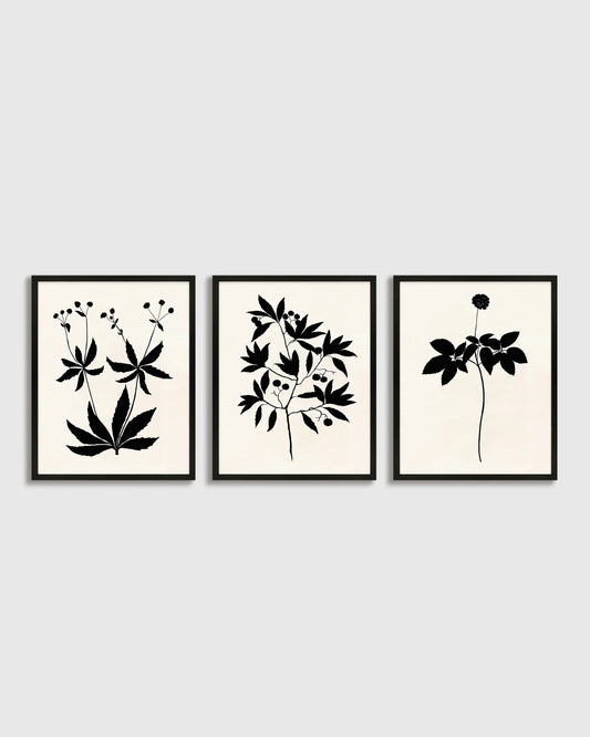 Botanical by Philippa Katz (Set of 3) - 17.25"x21.25" / Black